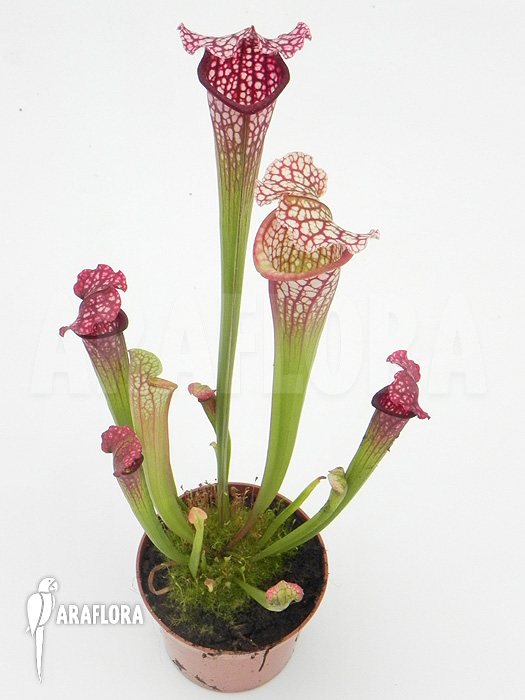 Sarracenia x leucophylla ‘Royal Red’