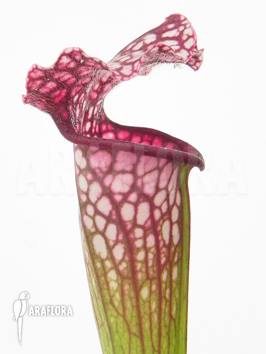 Sarracenia x leucophylla ‘Royal Red’