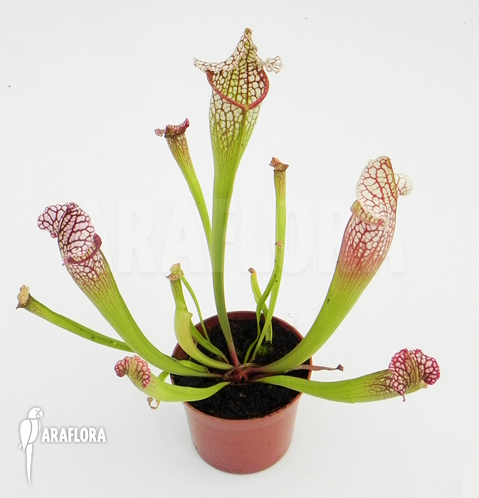 Sarracenia x leucophylla ‘Royal WhiteRed’
