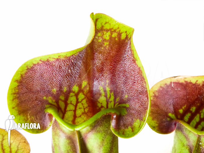 Sarracenia x Purpurea’ ‘Bright eyes’