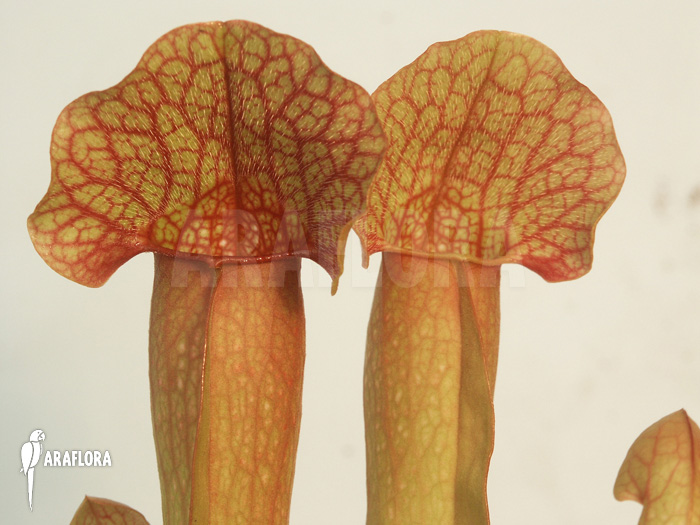 Sarracenia x purpurea hybrid B
