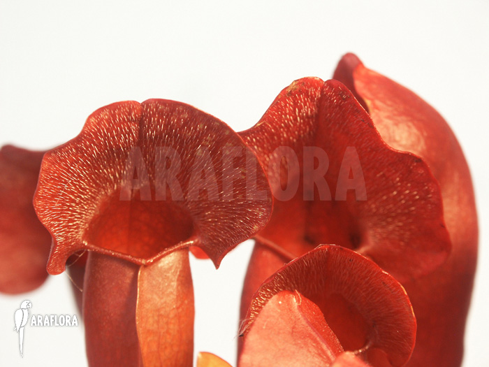 Sarracenia x purpurea ‘Barbapapa’