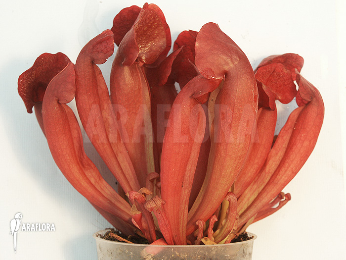 Sarracenia x purpurea ‘Barbapapa’