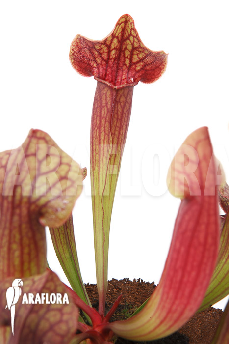 Sarracenia x Tess ‘L’