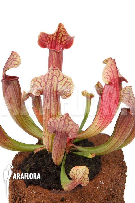 Sarracenia x Tess ‘L’