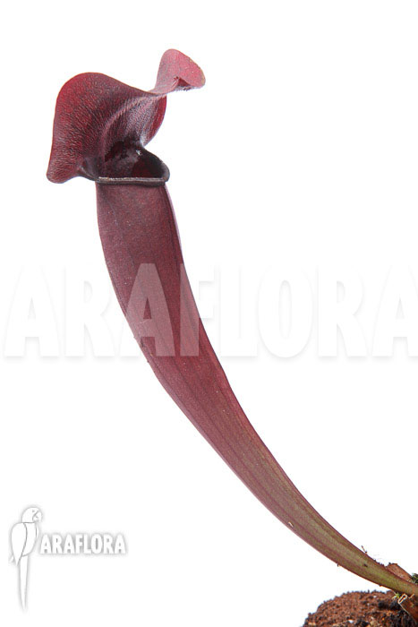 Sarracenia x Tess ‘XXL’