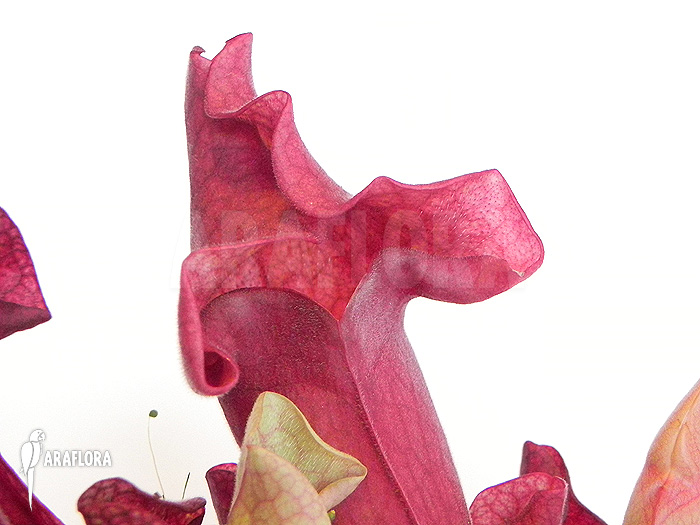 Sarracenia x ‘Ewalina’