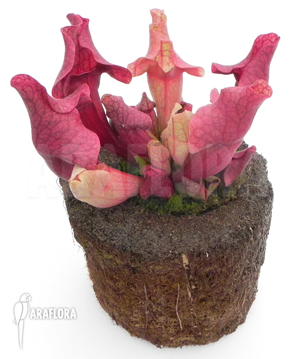 Sarracenia x ‘Ewalina’