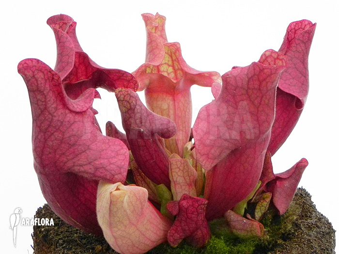 Sarracenia x ‘Ewalina’