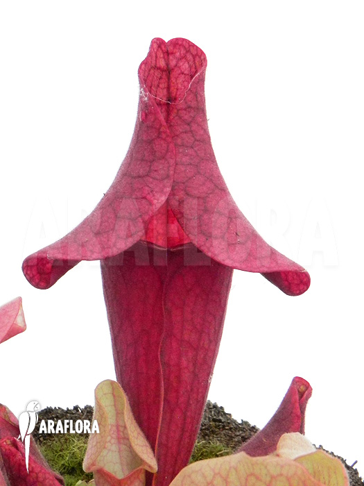 Sarracenia x ‘Ewalina’