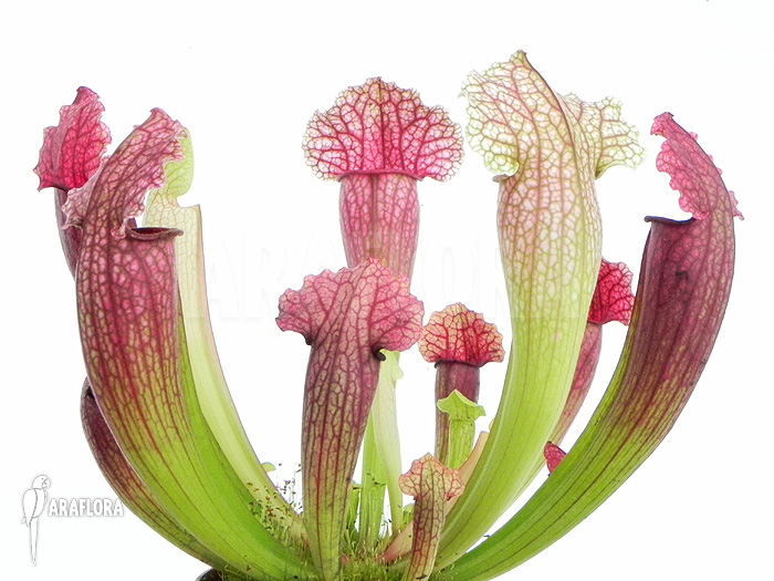 Sarracenia x ‘Fiona’