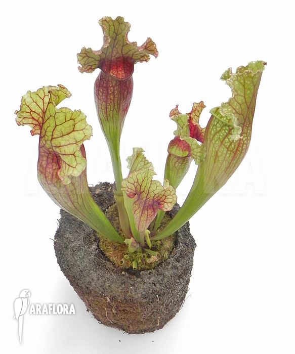 Sarracenia x ‘Lucky Leuco’