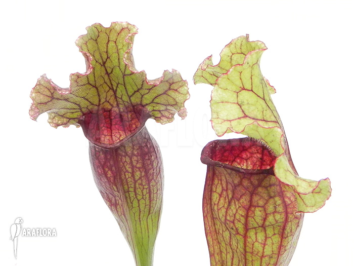 Sarracenia x ‘Lucky Leuco’