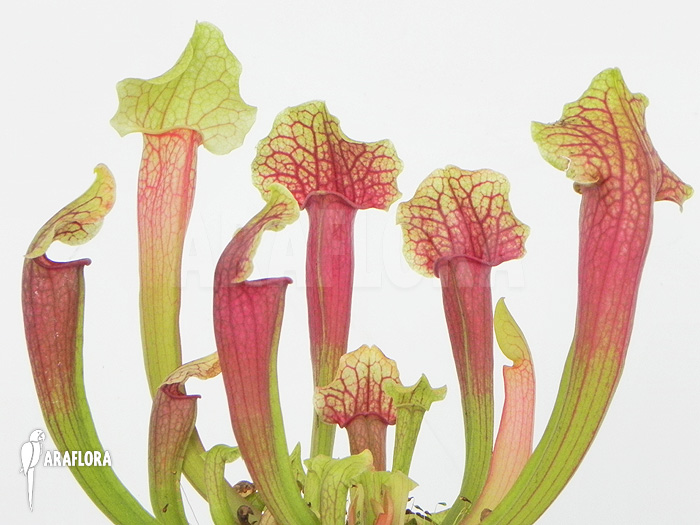 Sarracenia x ‘Smoorie’