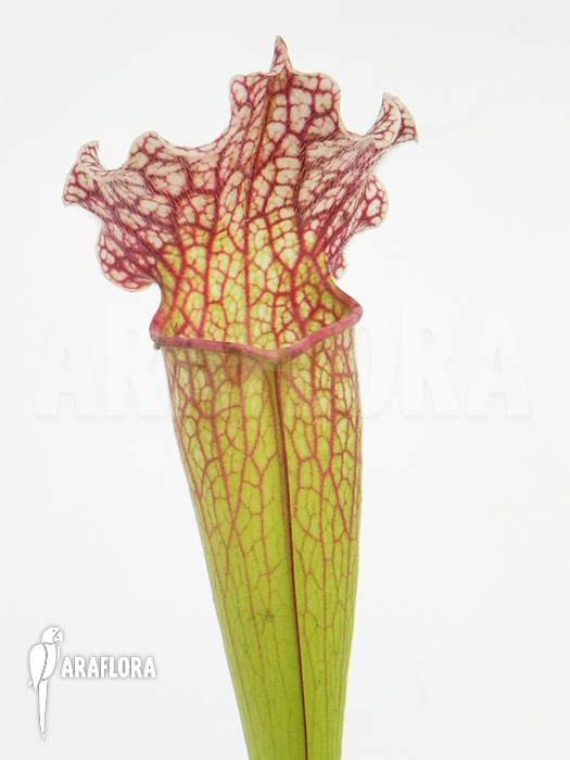 Sarracenia x ‘Velvet’