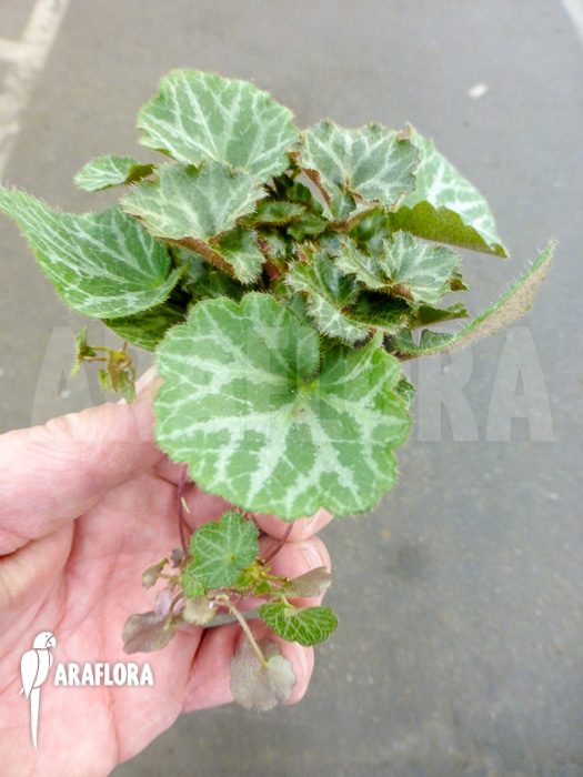 Saxifraga stolonifera Starter