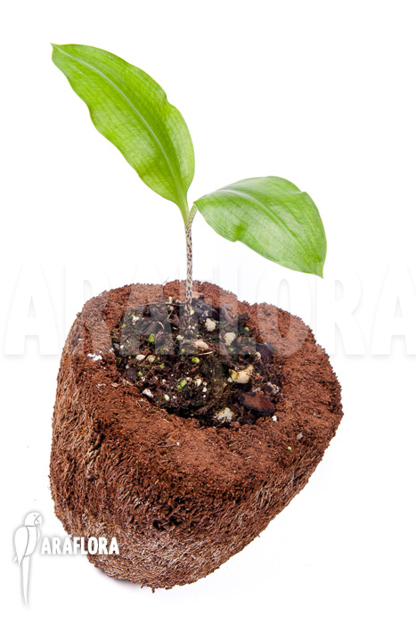 Scadoxus multiflorus ssp multiflorus ‘S’