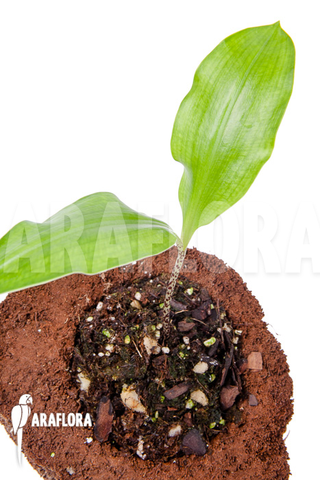 Scadoxus multiflorus ssp multiflorus ‘S’