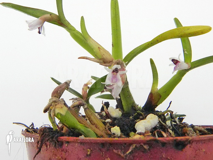 Scaphyglottis prolifera ‘S’