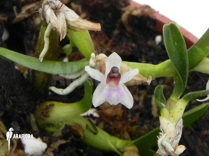 Scaphyglottis prolifera ‘S’