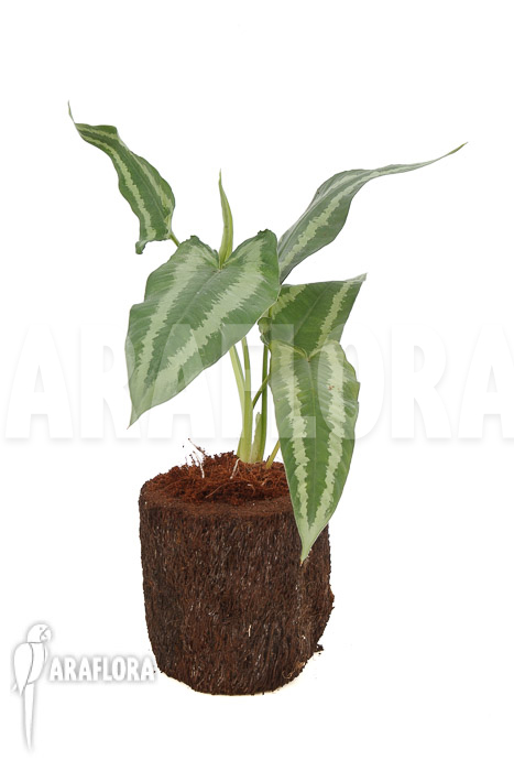 Schismatoglottis wallichii (long leaf) L