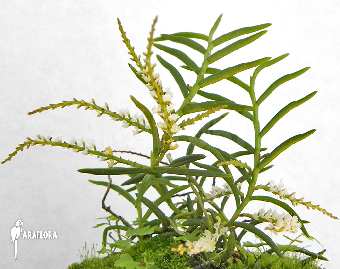 Schoenorchis micrantha