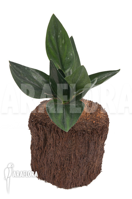 Scindapsus ‘Nearly Black’