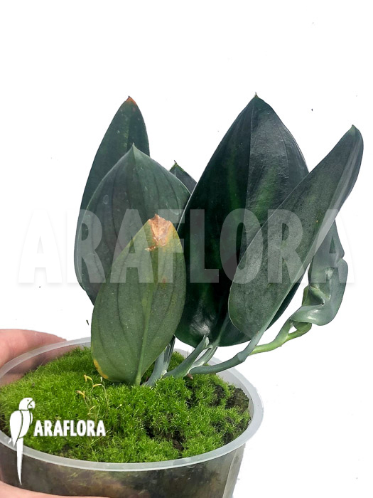 Scindapsus ‘Nearly Black’ Type X