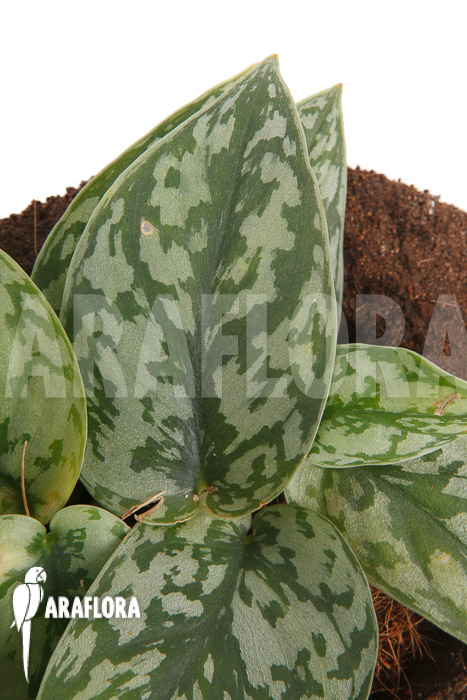 Scindapsus ‘Silver Lady’