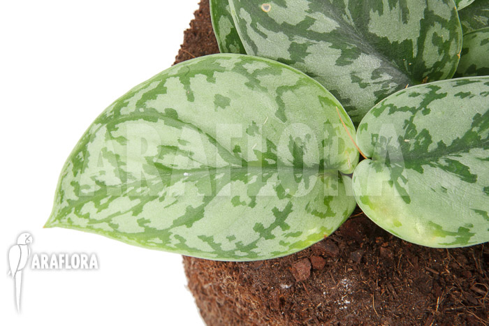 Scindapsus ‘Silver Lady’