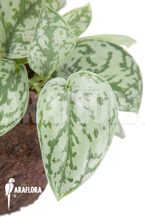 Scindapsus pictus ‘Argyraeus’