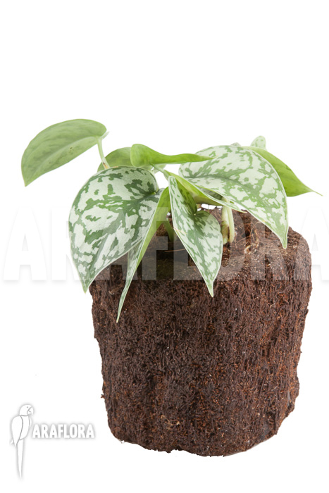 Scindapsus pictus ‘Argyraeus’