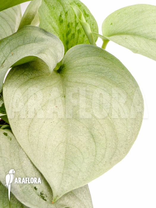 Scindapsus pictus Silver Hero