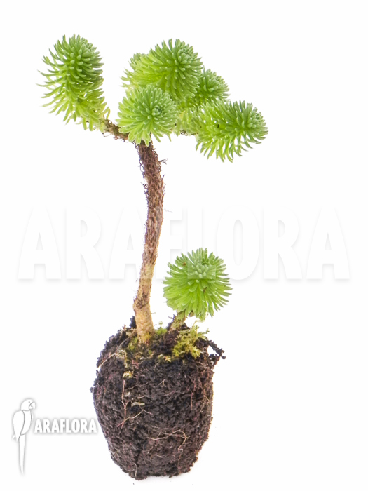 Sedum multiceps Starter detail