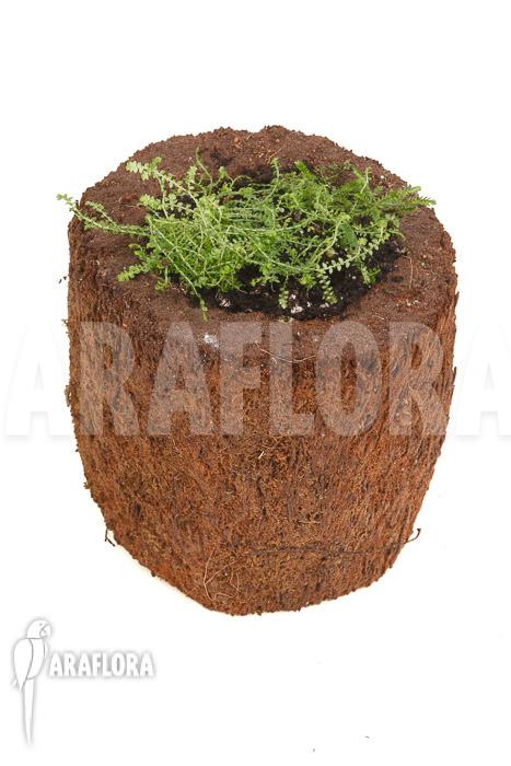 Selaginella sp Colombia