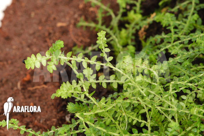 Selaginella sp Colombia