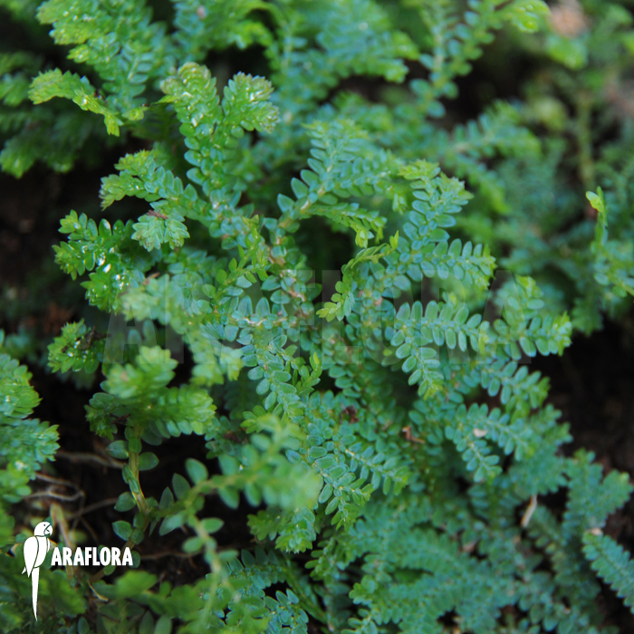 Selaginella uncinata terrariumplant
