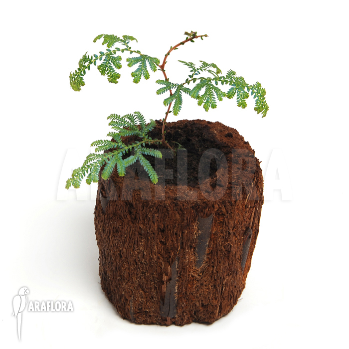 Selaginella wildenowii ‘Peacock fern’