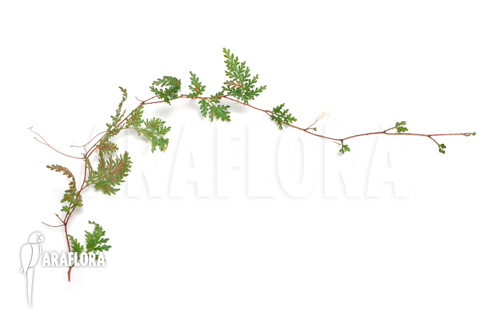 Selaginella wildenowii ‘Peacock fern’