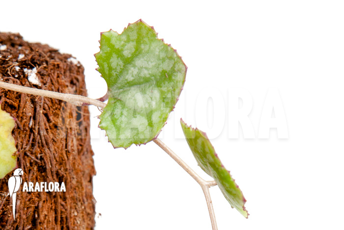 Senecio mikanioides ‘Starter’