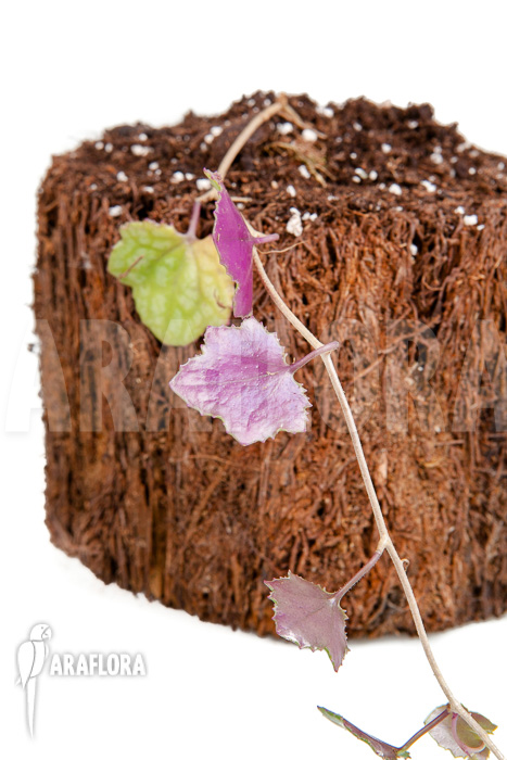 Senecio mikanioides ‘Starter’