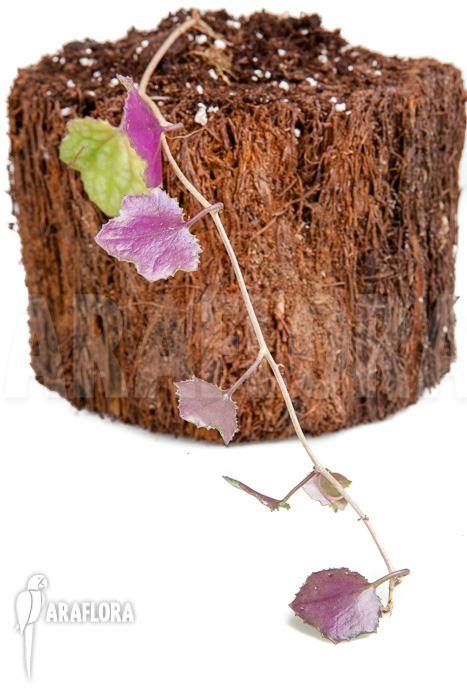 Senecio mikanioides ‘Starter’