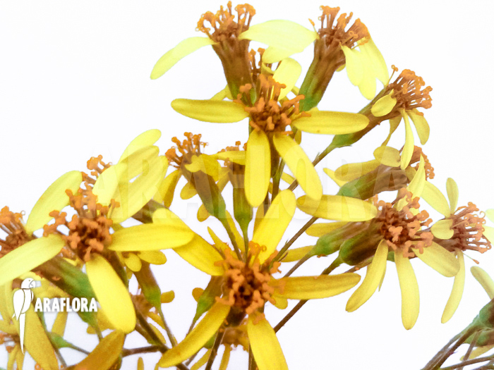 Senecio petasites flower