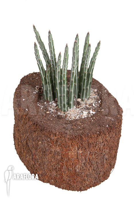 Senecio stapeliaeformis