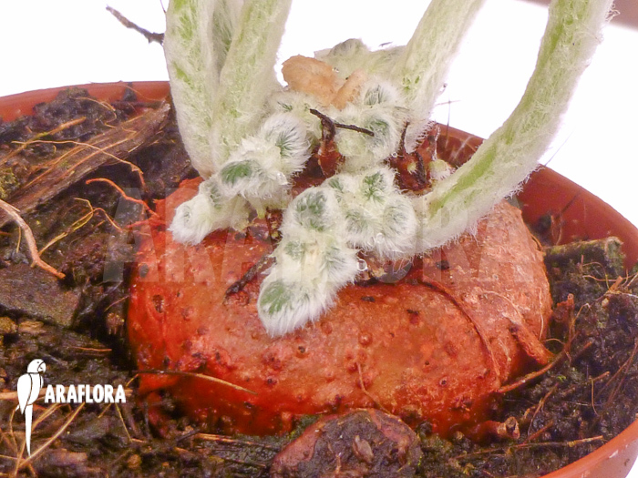 Sinningia leucotricha