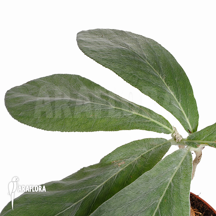 Sinningia leucotricha