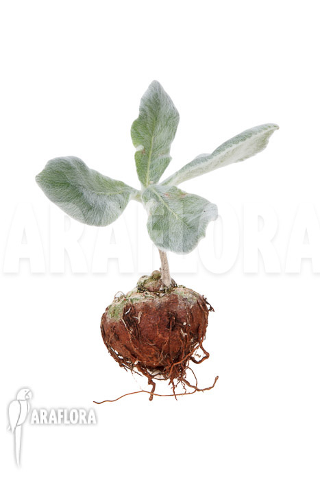 Sinningia leucotricha ‘starter’