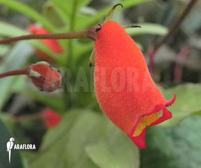 Sinningia sylvatica ‘Seemannia’