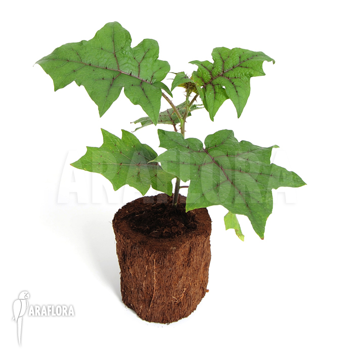 Solanum quitoense ‘Naranjilla’