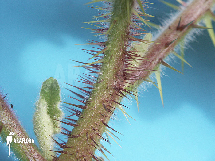 Solanum quitoense ‘Naranjilla’
